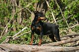 PINSCHER NAIN 123